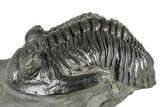 Detailed Hollardops Trilobite Fossil - Ofaten, Morocco #359506-1